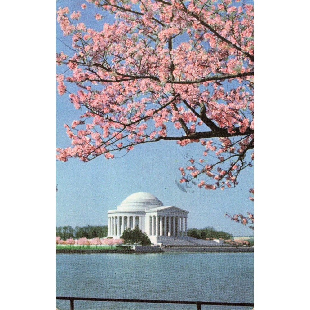Vintage 1961 Jefferson Memorial Washington DC Cherry Blossoms Postcard VG - Picture 1 of 2